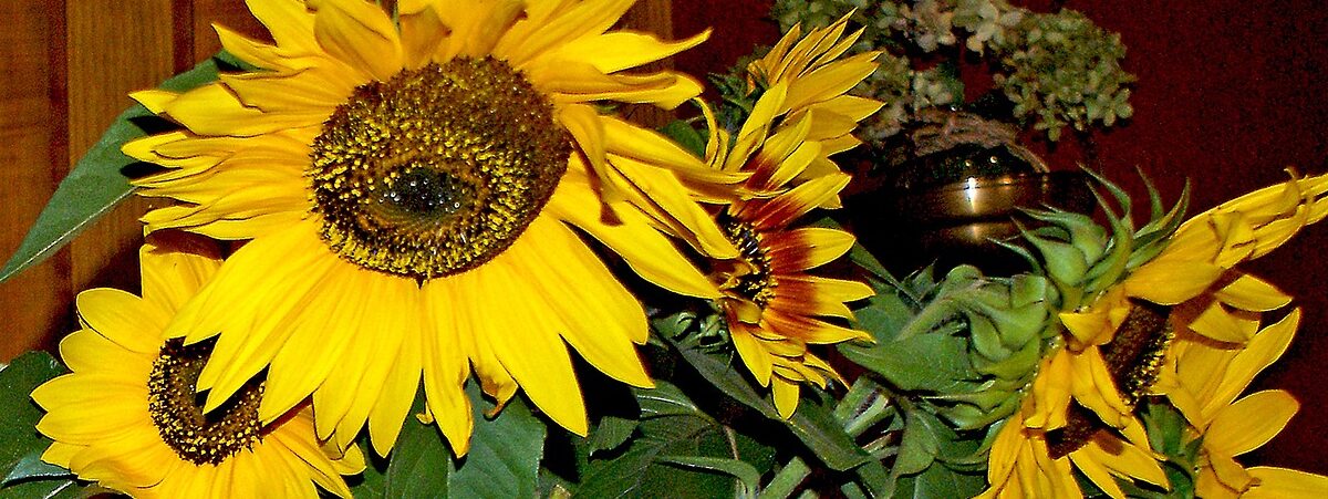 sonnenblumen-in-einem-topf