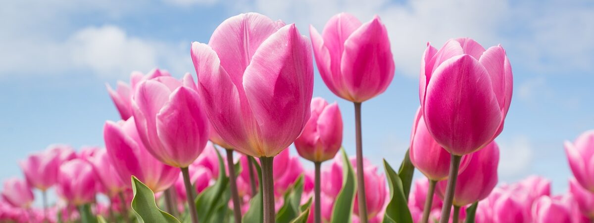 tulpen-auf-einem-Feld